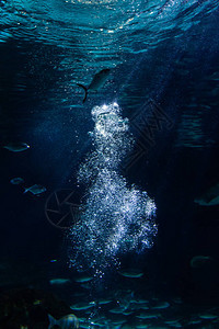 水下多彩的海洋生物背景图片