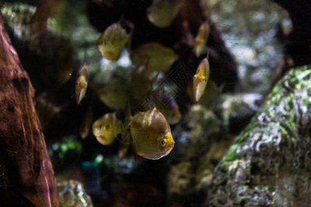 水下多彩的海洋生物背景图片