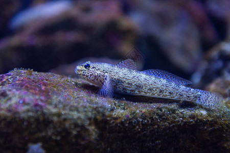 水下多彩的海洋生物背景图片