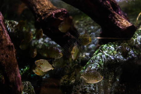 水下多彩的海洋生物背景图片