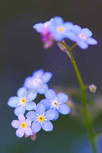 小勿忘我蓝花特写图片