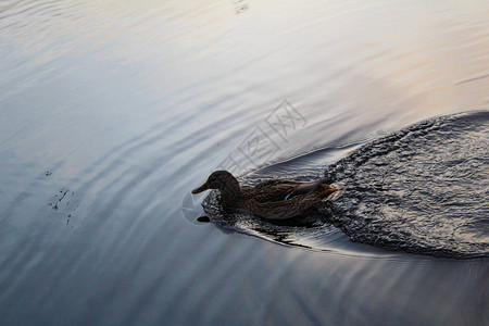 秋天河里的野鸭河里野鸭的照片雌有棕色斑点羽毛一只鸟在河里这图片