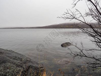 塞里木湖湖和美丽的松树林背景