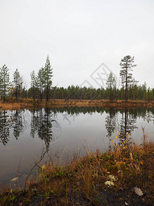 塞里木湖湖和美丽的松树林背景