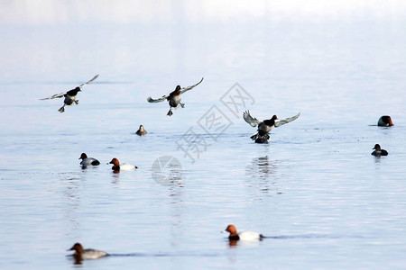 会飞的鸭子冬季自然背景背景图片
