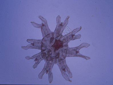 水母中的小美杜莎背景图片