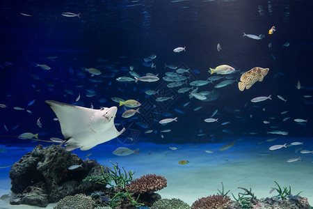 黄貂鱼和在水族箱中游泳的图像图片