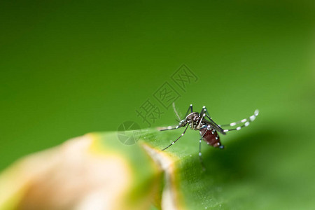 宏观蚊子动物野生动物图片