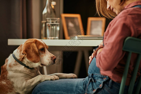 员工餐坐在她家办公室和她的狗玩耍的全心意的caucasian怀背景