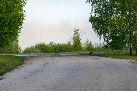 雾的风景与道路交弯图片
