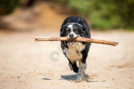 边境狗Collie用棍图片