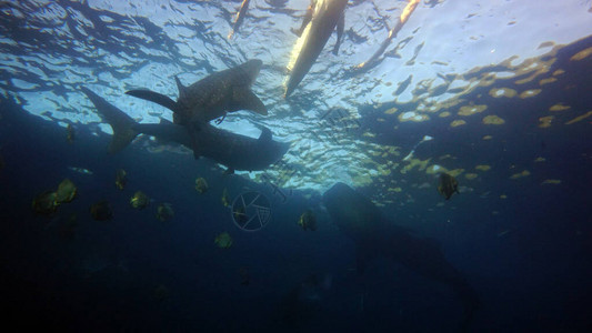 为寻找浮游生物而爬图片