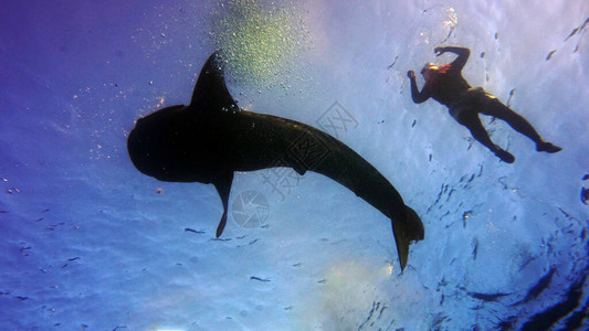 游泳鲸鲨鱼背景的潜水员在水中捕图片
