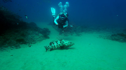 珊瑚礁问题潜水器图片