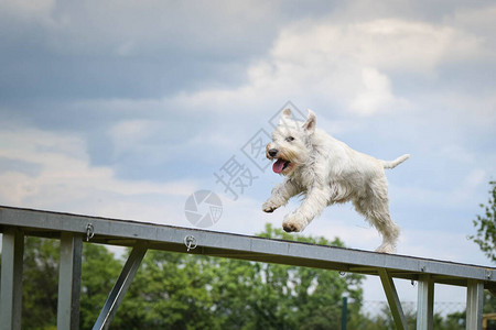疯狂的白狗在快速公园里走狗她教新东西去竞争呢图片