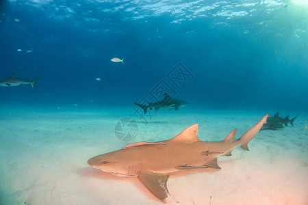 照片显示巴哈马背景中的柠檬鲨鱼与公图片