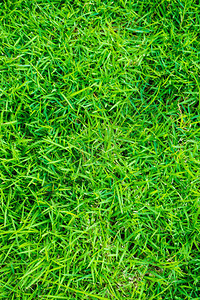 绿草纹理新鲜背景草坪图片