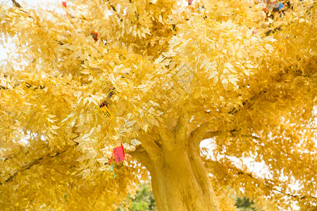 滨海湾花园的金色许愿树图片