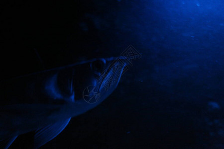 大凉山黑苦荞夜蓝光水族箱中的双鱼骨龙鱼银龙鱼背景