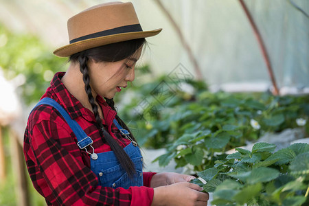 检查草莓农场的美丽农妇图片