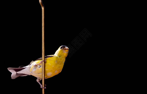 Goldfinch北极舞图片