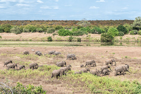 非洲大象群Loxodonta图片