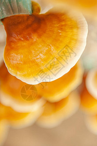新鲜灵芝蘑菇特写背景图片