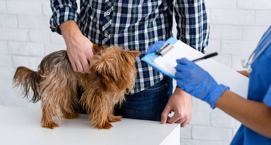 用剪贴板和客户用宠物在动物医院无法辨认的兽图片