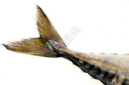 新鲜的鲭鱼尾巴靠近白色背景背景图片