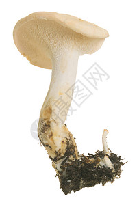 可食用蘑菇林木刺图片