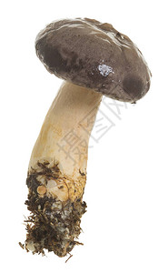 蘑菇拉克塔利乌斯小事被白底隔离图片