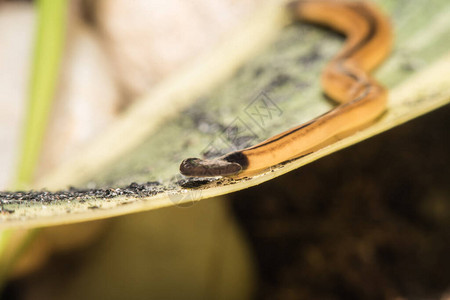 锤头蠕虫Platyhelminthes的宏图片