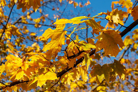 枫树特写的黄色秋叶图片