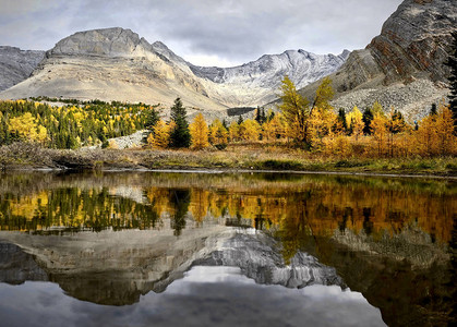 山中的高山湖泊与秋季落叶松树的倒影卡那纳斯基加拿大落基山脉的秋天森林坎莫尔艾伯图片