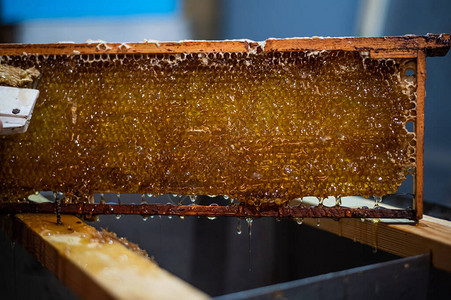 启封故园手用刮刀把蜂窝塞在架子上的蜂蜜堵住养蜂背景