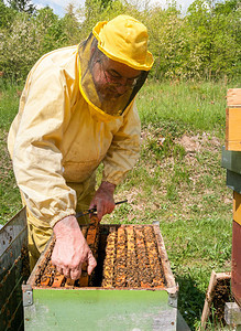 养蜂人正与蜜蜂和蜜一起工作在养蜂上图片