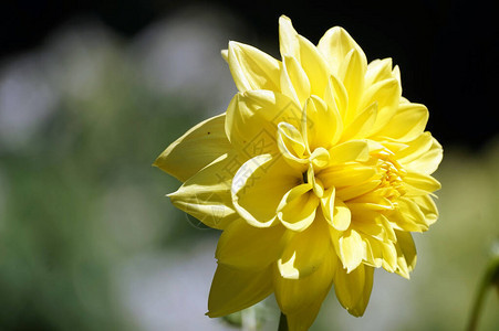 黄菊花散焦背景图片