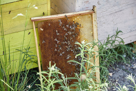 蜂巢和蜂房里的蜂蜜图片