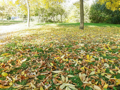 秋用树叶和黄色叶子图片