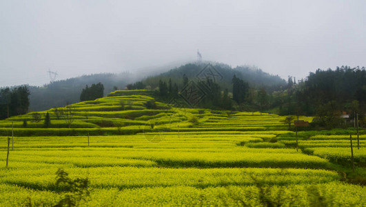 Canola田地Luoping带烟雾的图片