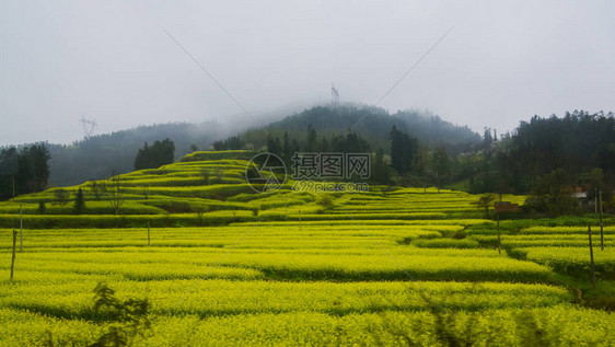 Canola田地Luoping带烟雾的图片