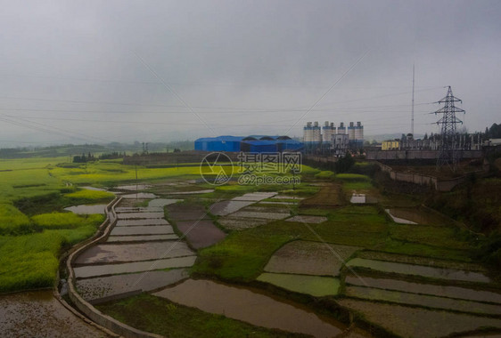 Canola田地Luoping带烟雾的图片