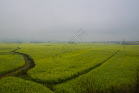 Canola田地Luoping带烟雾的图片