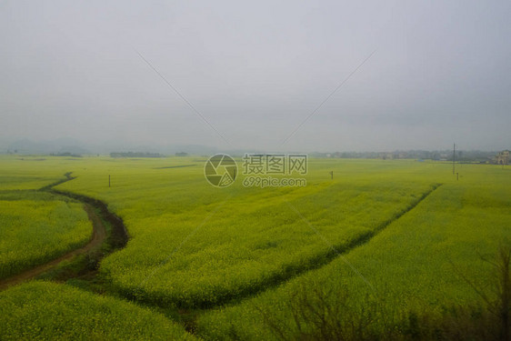 Canola田地Luoping带烟雾的图片