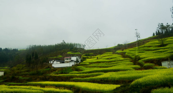 Canola田地Luoping带烟雾的图片