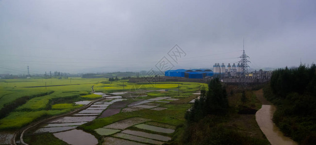 Canola田地Luoping带烟雾的图片