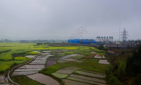 Canola田地Luoping带烟雾的图片