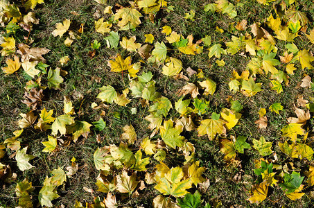 秋的树叶在图片