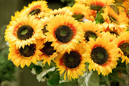 一群多彩的黄色向日葵或夏日托儿所里的赫利安图斯图片
