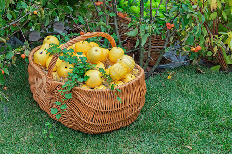 黄苹果在绿草的树枝篮子上图片